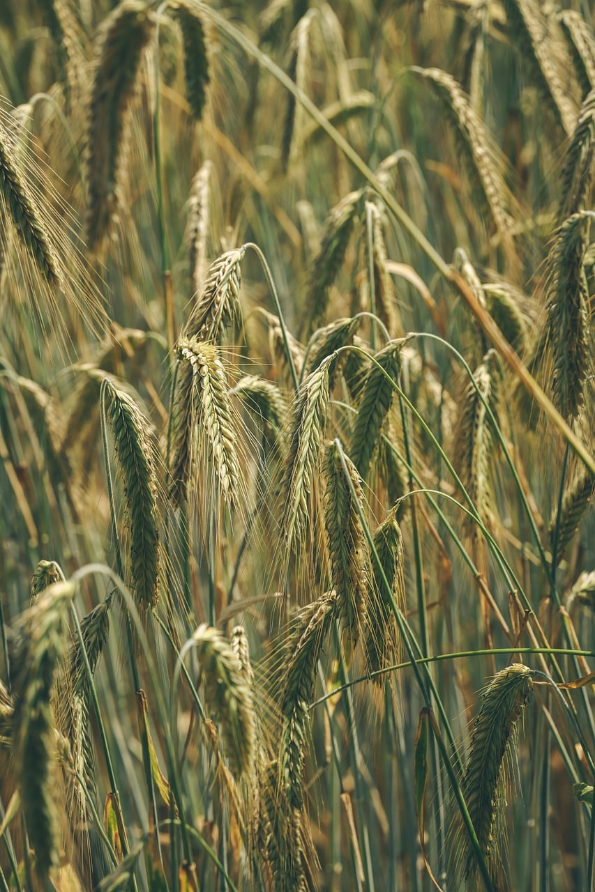 wheat, field, agriculture, harvest, maturity, nature, golden, countryside, summer, sunny, ears of grain, crop, organic, green, peaceful, rural, grain, soil, farmer, sun